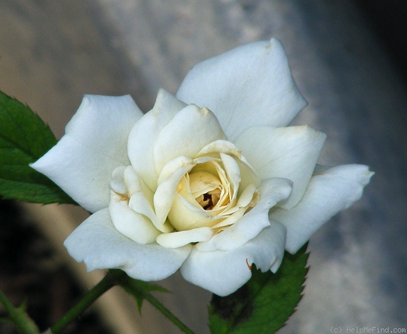 'Constellation ™ (miniature, Saville, 1999)' rose, click to enlarge 'Constellation ™ (miniature, Saville, 1999)' rose photo