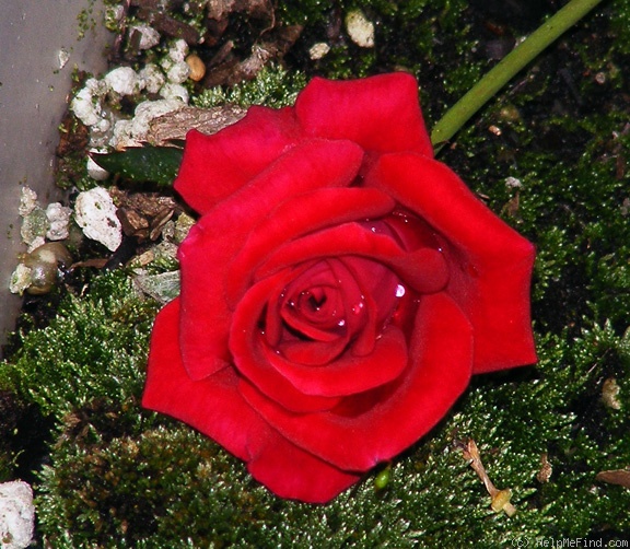 'Caliente ™ (miniature, Benardella, 2004)' rose, click to enlarge 'Caliente ™ (miniature, Benardella, 2004)' rose photo