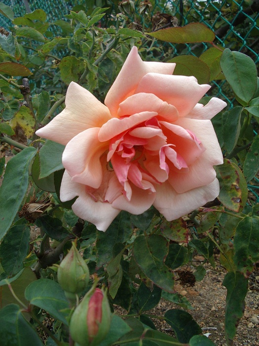 'Mrs. A. R. Waddell' rose photo