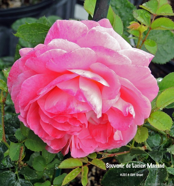 'Souvenir de Lucien Massad' rose photo