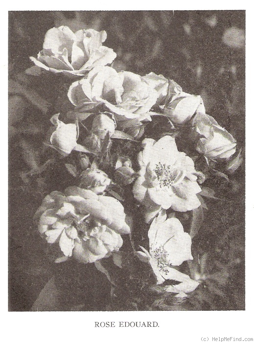 'Rose Edouard' rose photo