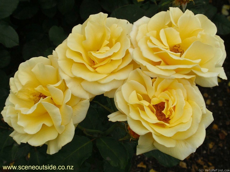 'MATtgis' rose photo