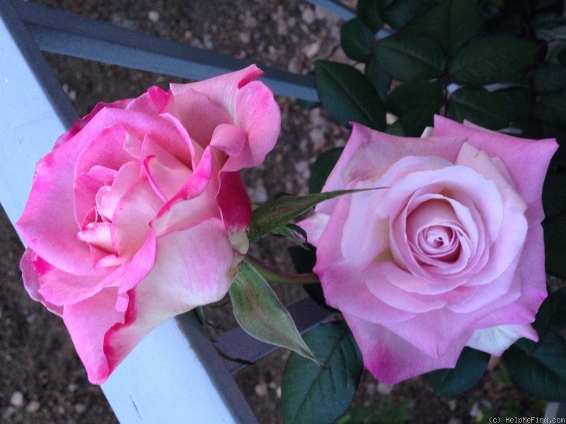 'Top Gun (hybrid tea, Wright 2011)' rose photo