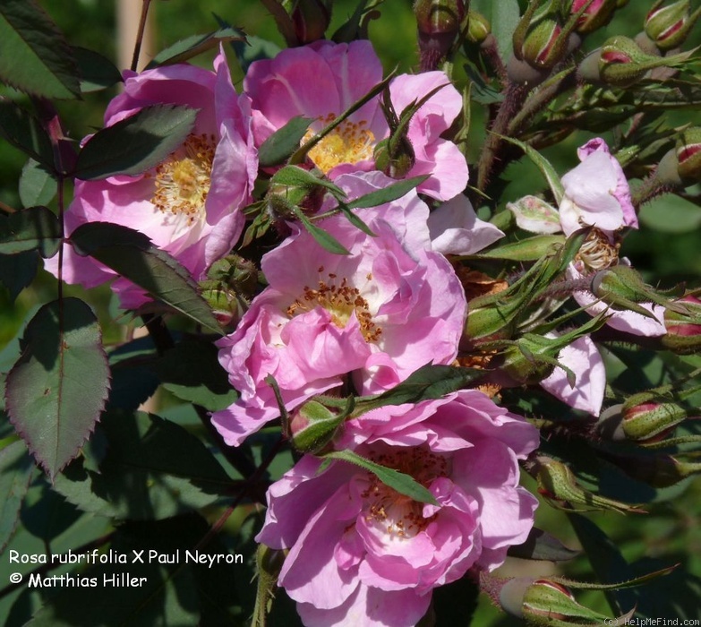 '<I>Rosa rubrifolia</i> X Paul Neyron' rose photo