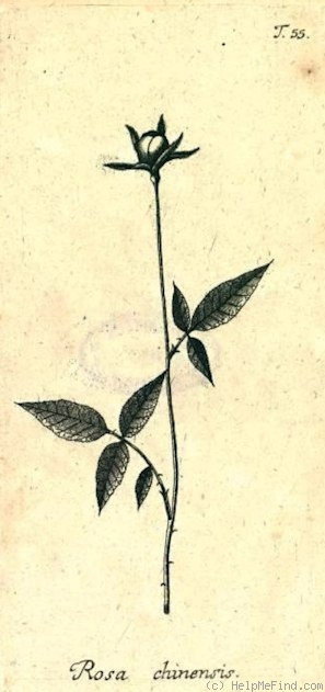 'R. chinensis' rose photo
