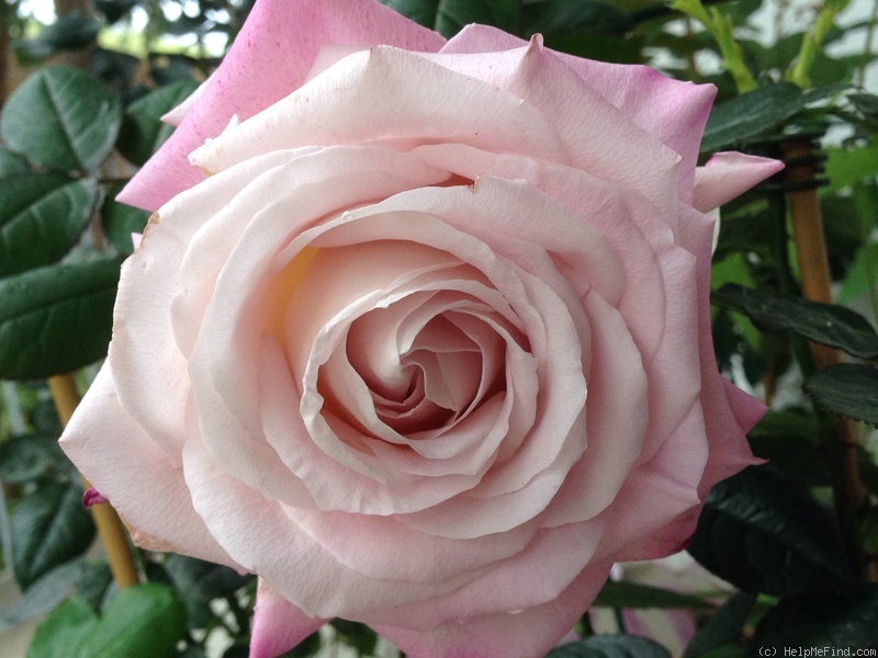 'Top Gun (hybrid tea, Wright 2011)' rose photo