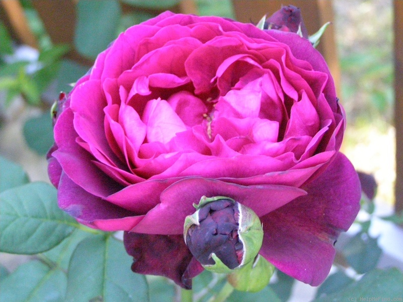 'Blatná' rose photo