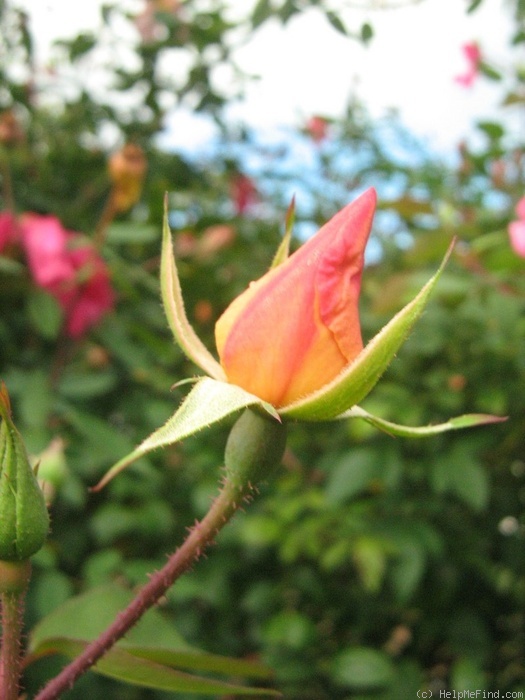 'Mutabilis (china, Unknown, before 1894)' rose photo