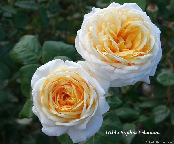 'Hilda Sophia Lehmann' rose photo