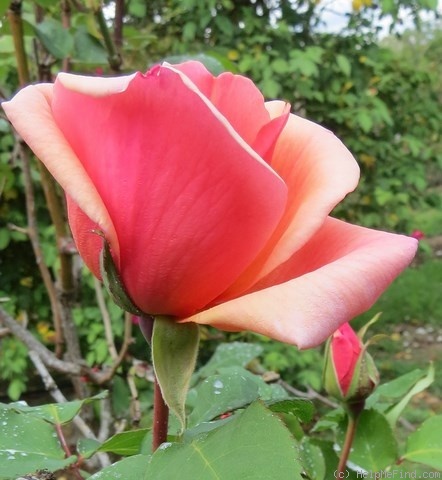'Comtesse Vandal' rose photo