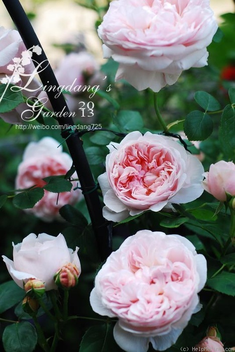 'St. Swithun ™' rose photo