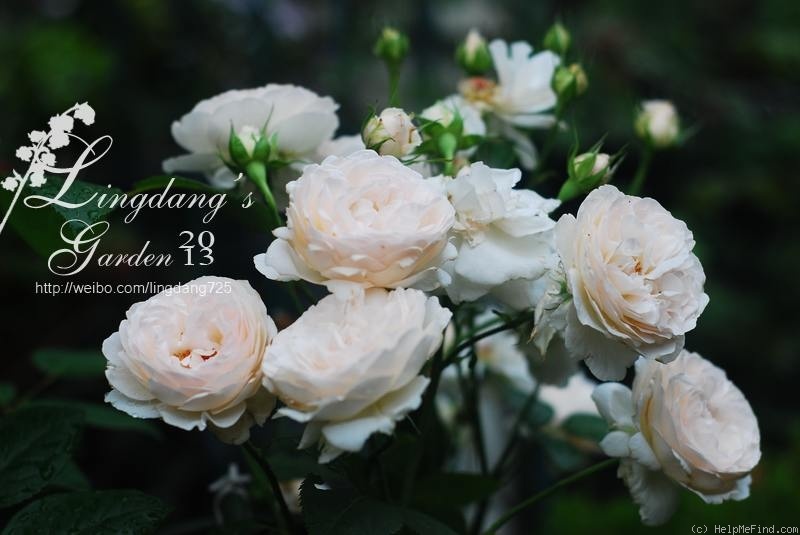'Sebastian Kneipp ™' rose photo