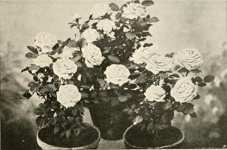 'Principessa di Napoli (hybrid tea, Lodi/Bonfiglioli 1897)' rose photo