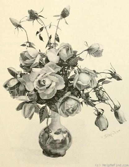 'Principessa di Napoli (tea, Bräuer, 1897)' rose photo