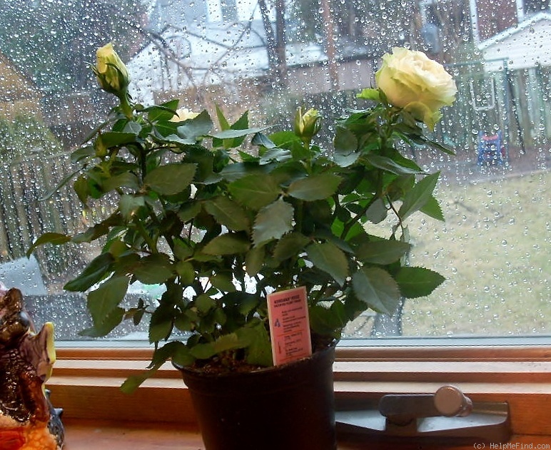 'Peppermint Kordana ®' rose photo