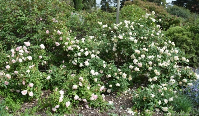 'Peace (tea, Piper 1902)' rose, click to enlarge 'Peace (tea, Piper 1902)' rose photo