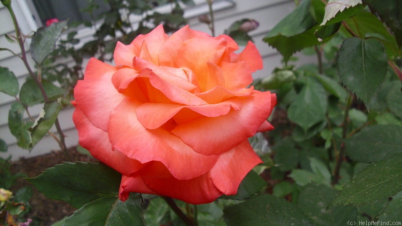 'Sundowner (grandiflora, McGredy 1978)' rose photo