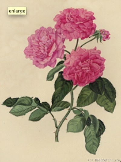 'Madame Desprez (bourbon, Desprez, 1831)' rose photo
