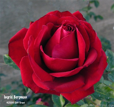 'Ingrid Bergman ®' rose photo