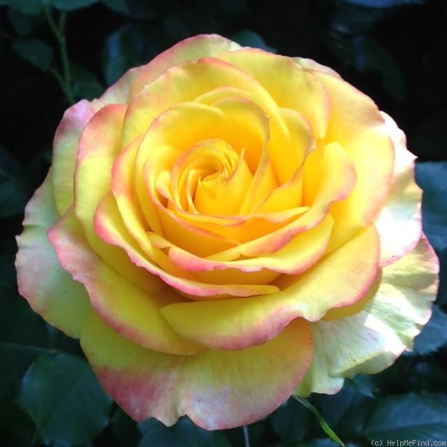 'Tequila Sunrise' rose, click to enlarge 'Tequila Sunrise' rose photo