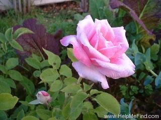 'Jadis' rose photo