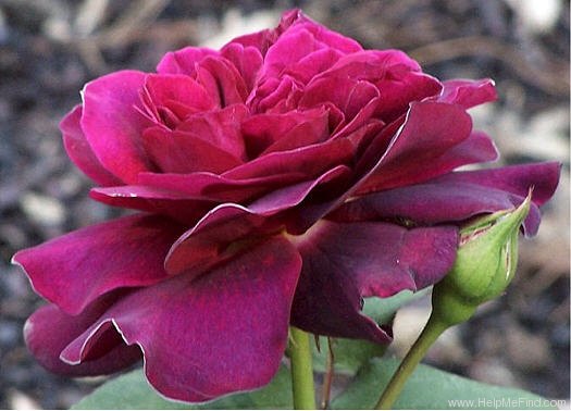 'Great News' rose photo