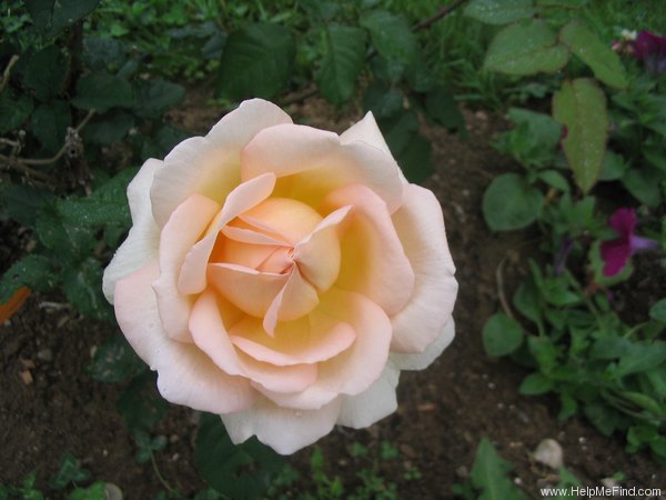 'AUScress' rose photo