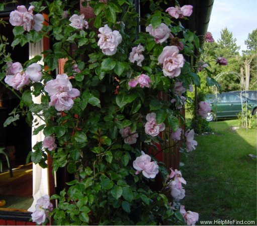 'Gerbe Rose' rose photo
