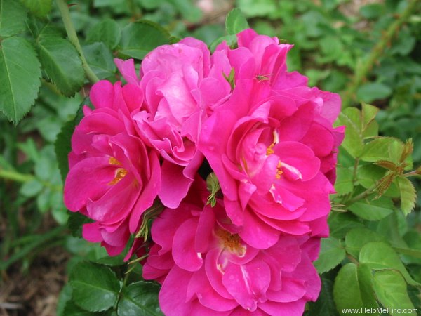 'John Cabot' rose photo