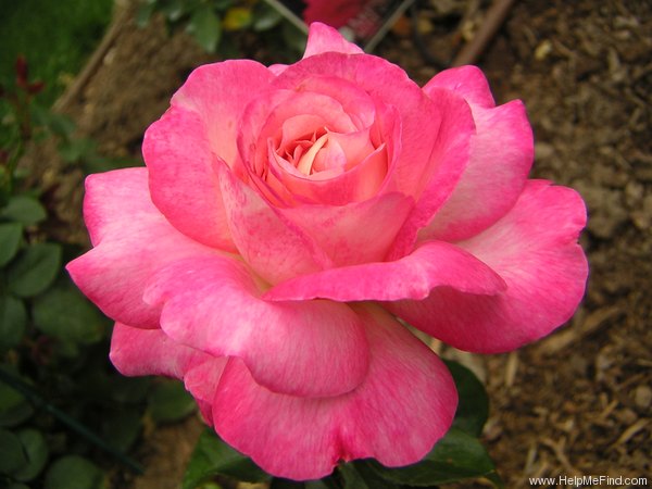 'Iowa Belle' rose photo