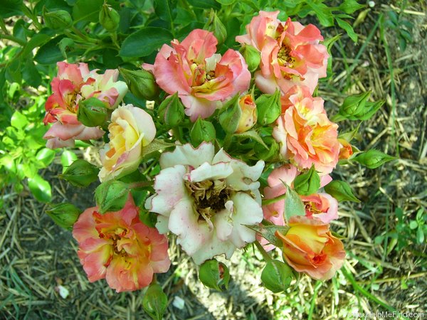 'Cambridgeshire' rose photo