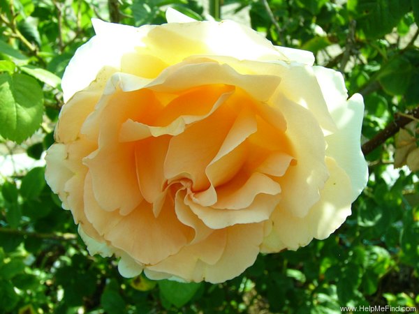 'Polka ™ (climber, Mouchotte/Meilland 1991)' rose photo