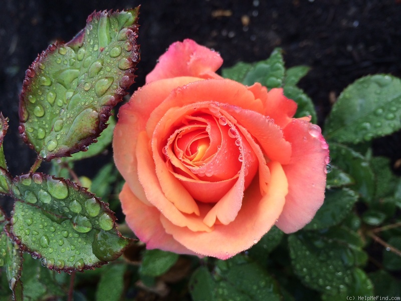 'Anna's Promise' rose photo