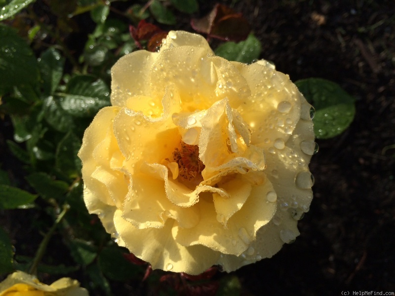 'Doris Day ®' rose photo