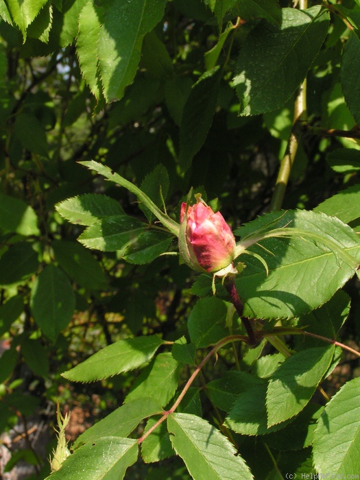 'Madame Alfred Carrière (noisette, Schwartz 1875)' rose photo