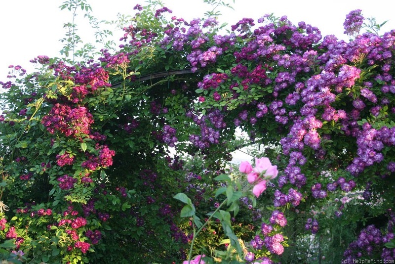 'Veilchenblau (Rambler, Schmidt 1909)' rose photo