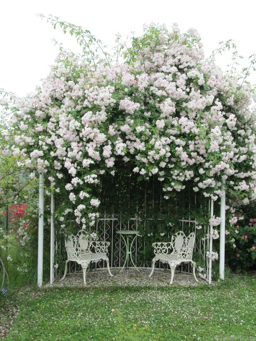 'Paul's Himalayan Musk Rambler' rose photo