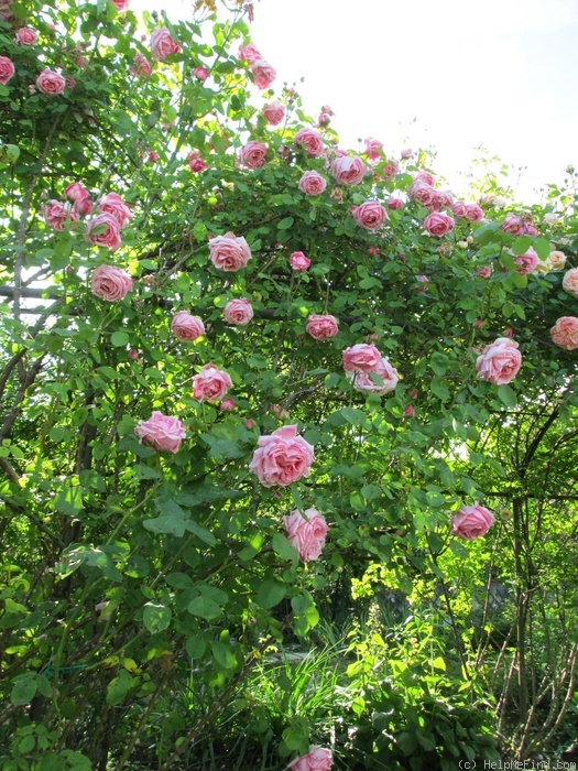 'La France, Cl.' rose photo