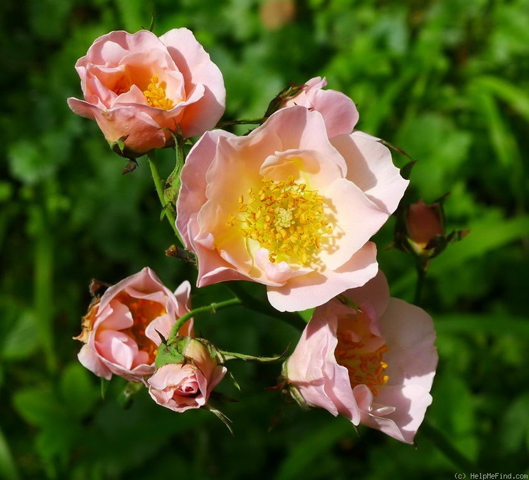 'Jacquenetta' rose photo