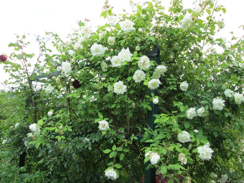 'Mrs. Herbert Stevens, Cl.' rose photo