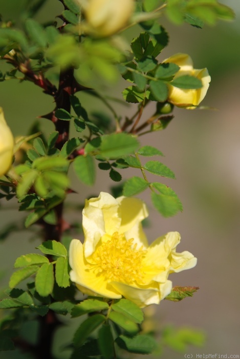'R. hugonis' rose photo