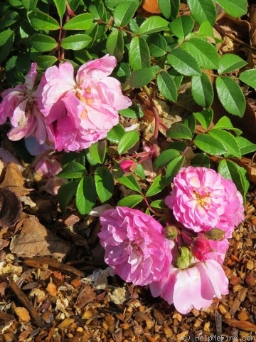 'Perfume Carpet' rose photo