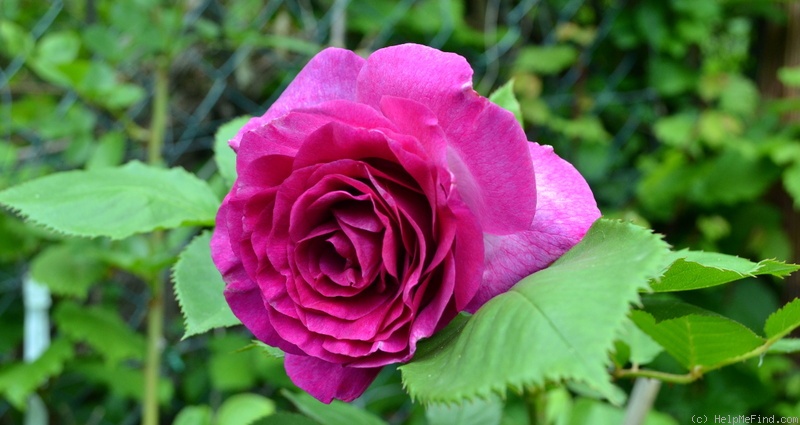 'Violette Parfumée ®' rose photo