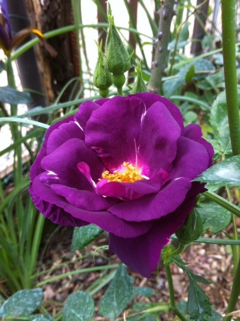 'Rhapsody in Blue ™' rose photo