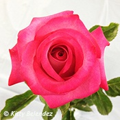 'Shawn Sease' rose photo