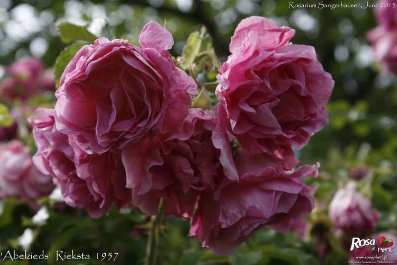 'Abelzieds' rose photo