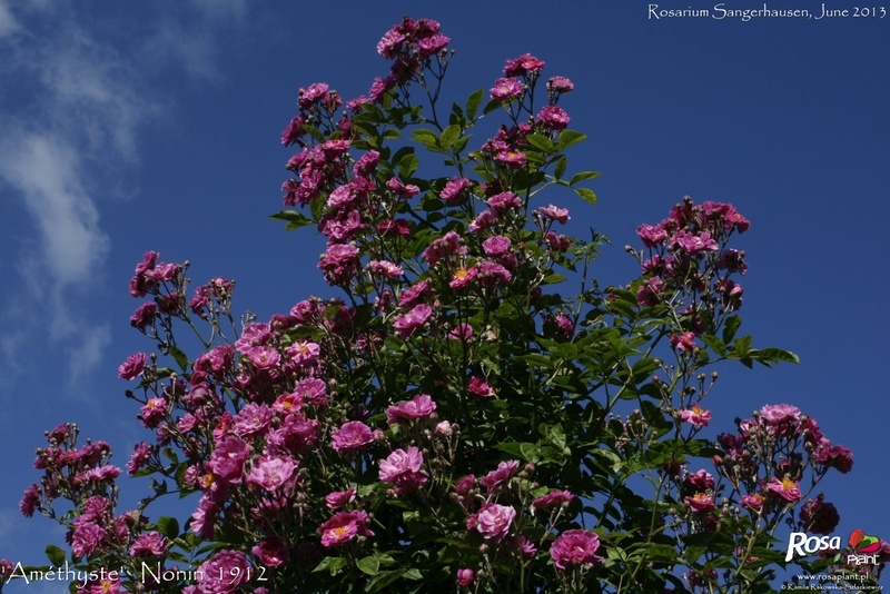 'Améthyste (hybrid multiflora, Nonin, 1910)' rose photo