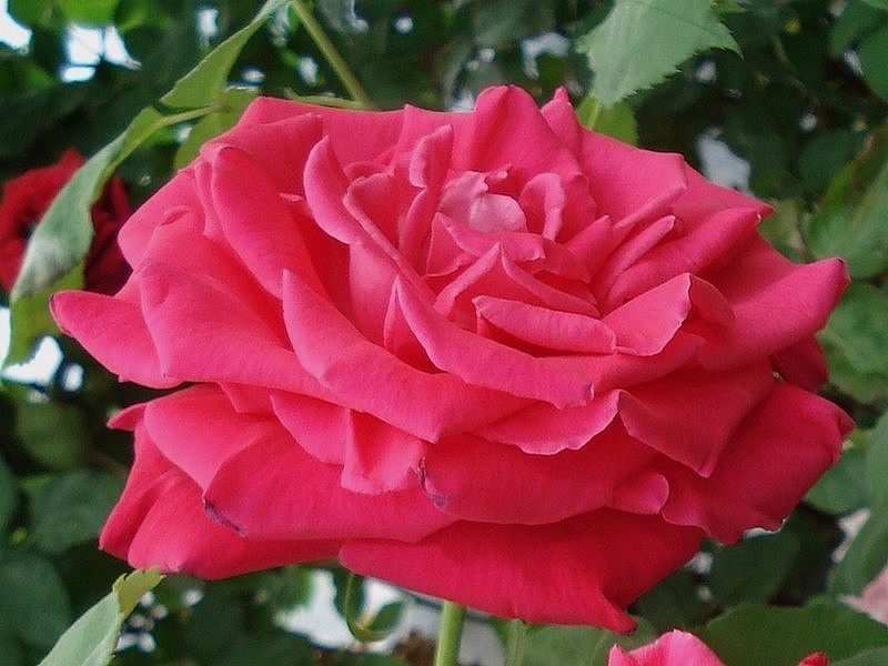 'Grimpant Lolita Lempicka ®' rose photo