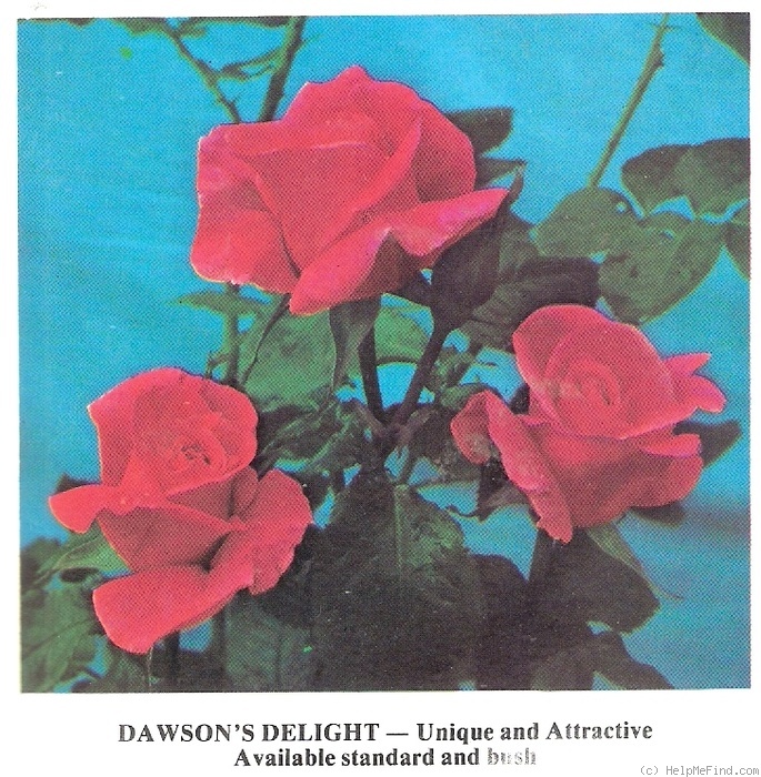 'Dawson's Delight' rose photo
