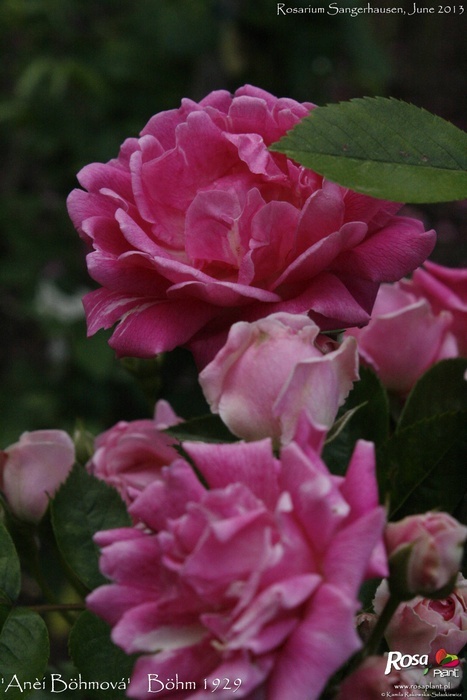 'Anči Böhmová' rose photo
